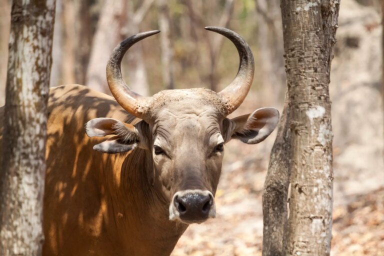 Banteng: Southeast Asia’s Endangered Wild Cattle