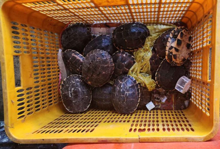 World Turtle Day – Wildlife Alliance